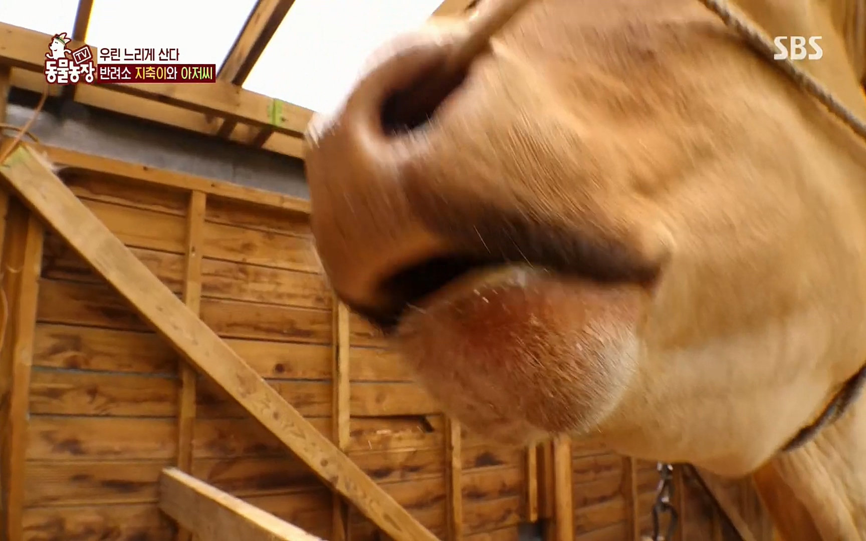 TV 동물농장.E1074.220619p.H264-F1RST.mp4_20220619_181447.627.jpg