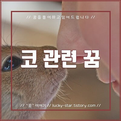  【꿈해몽/꿈풀이】코 관련 꿈