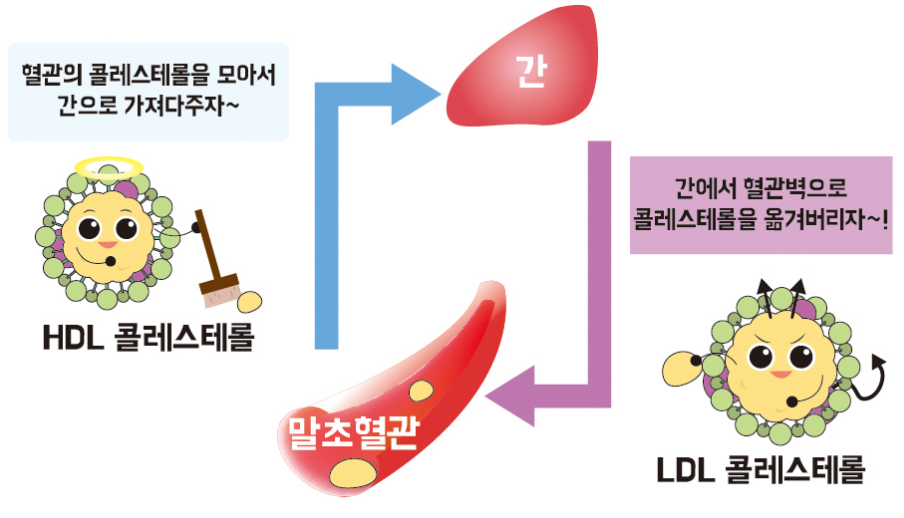 혈중 콜레스테롤 수치를 낮추는 HDL 콜레스테롤과 혈중 콜레스테롤 수치를 높이는 LDL 콜레스테롤