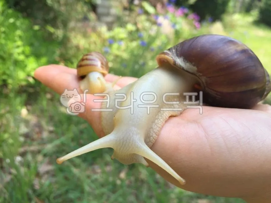 백와달팽이 가격 키우기 분양 수명 먹이 성격 종류_3