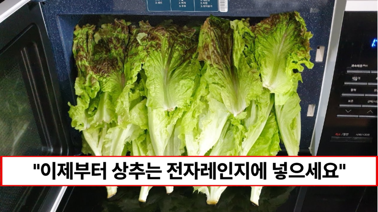 “상추를 전자레인지에 넣어보세요” 상추의 영양가는 보존하면서 입맛 돋구는 요리 레시피 1가지