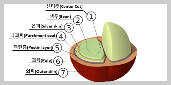  [차이야기] 커피 원두의 종류 및 특징, 생두의 정의, 커피 산지별 생두 종류, 커피벨트