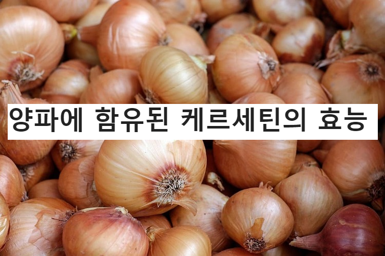 양파의효능