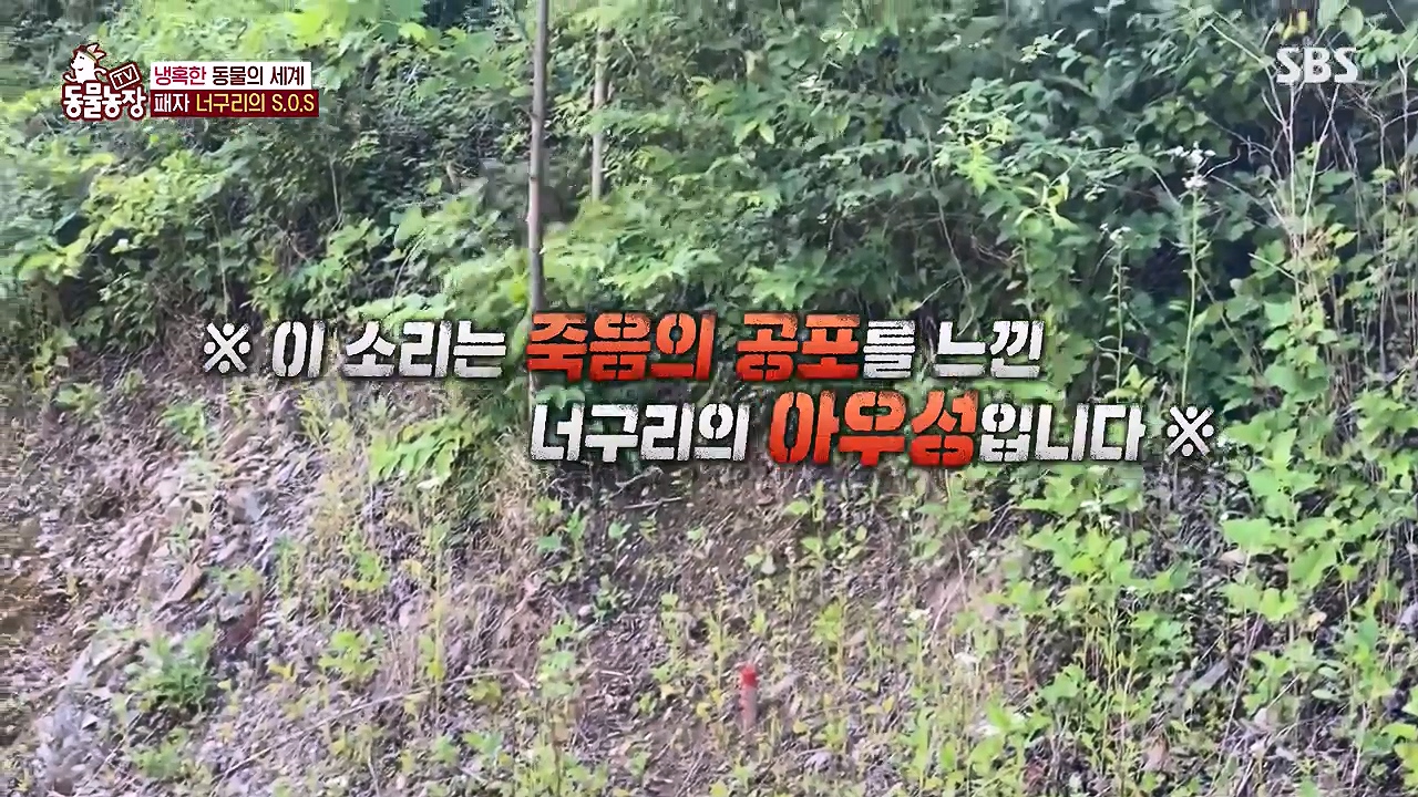 TV 동물농장.E1172.240520p-NEXT.mp4_20240519_163655.110.jpg