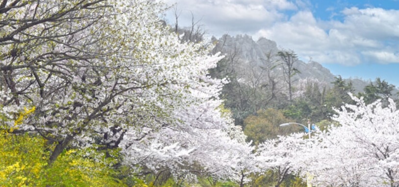 목포 유달산 봄축제