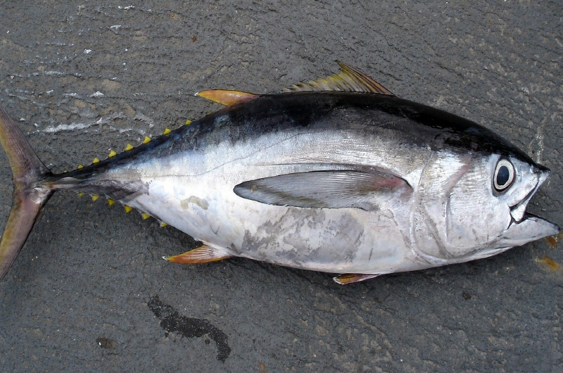 참치 (Tuna)