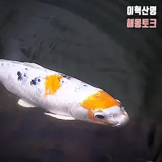 행운-잉어-물고기-잡는-꿈-해몽-fish