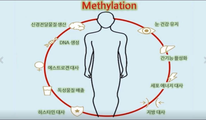 온 몸에서 일어나는 메틸레이션 기능 그림