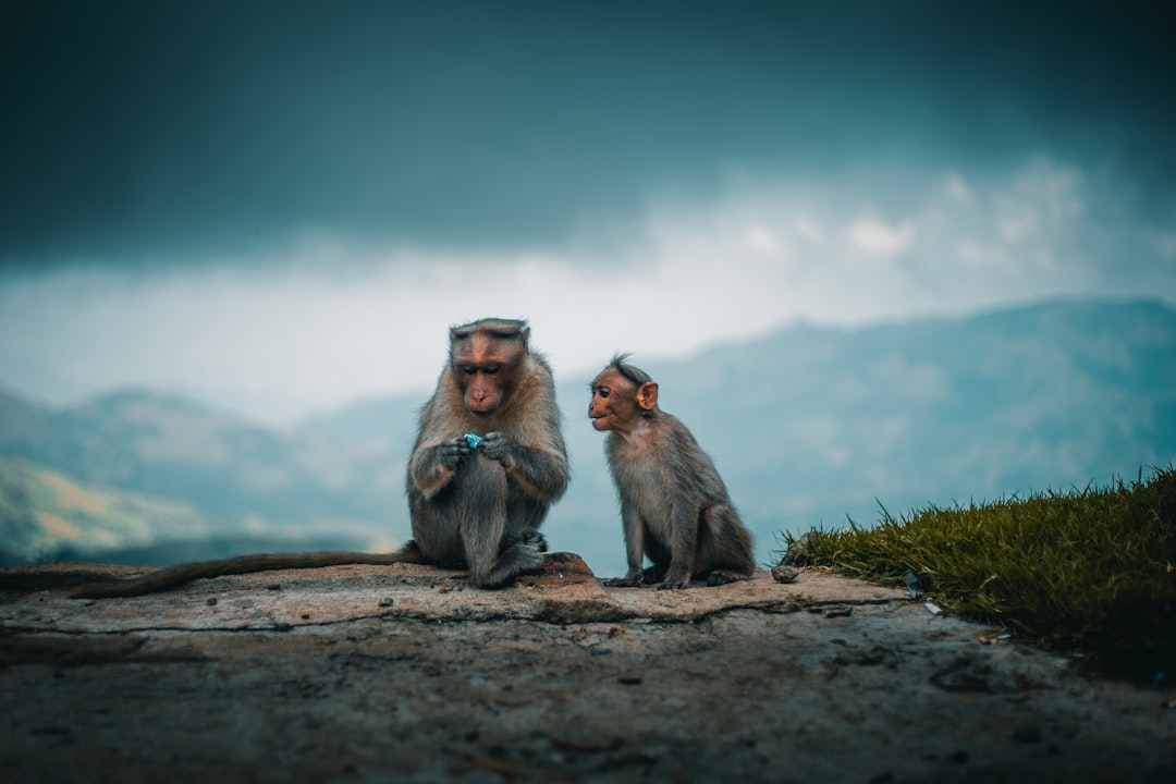 Monkey