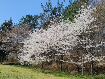 벚꽃 명소