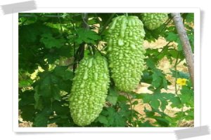여주의 효능(10종) 30