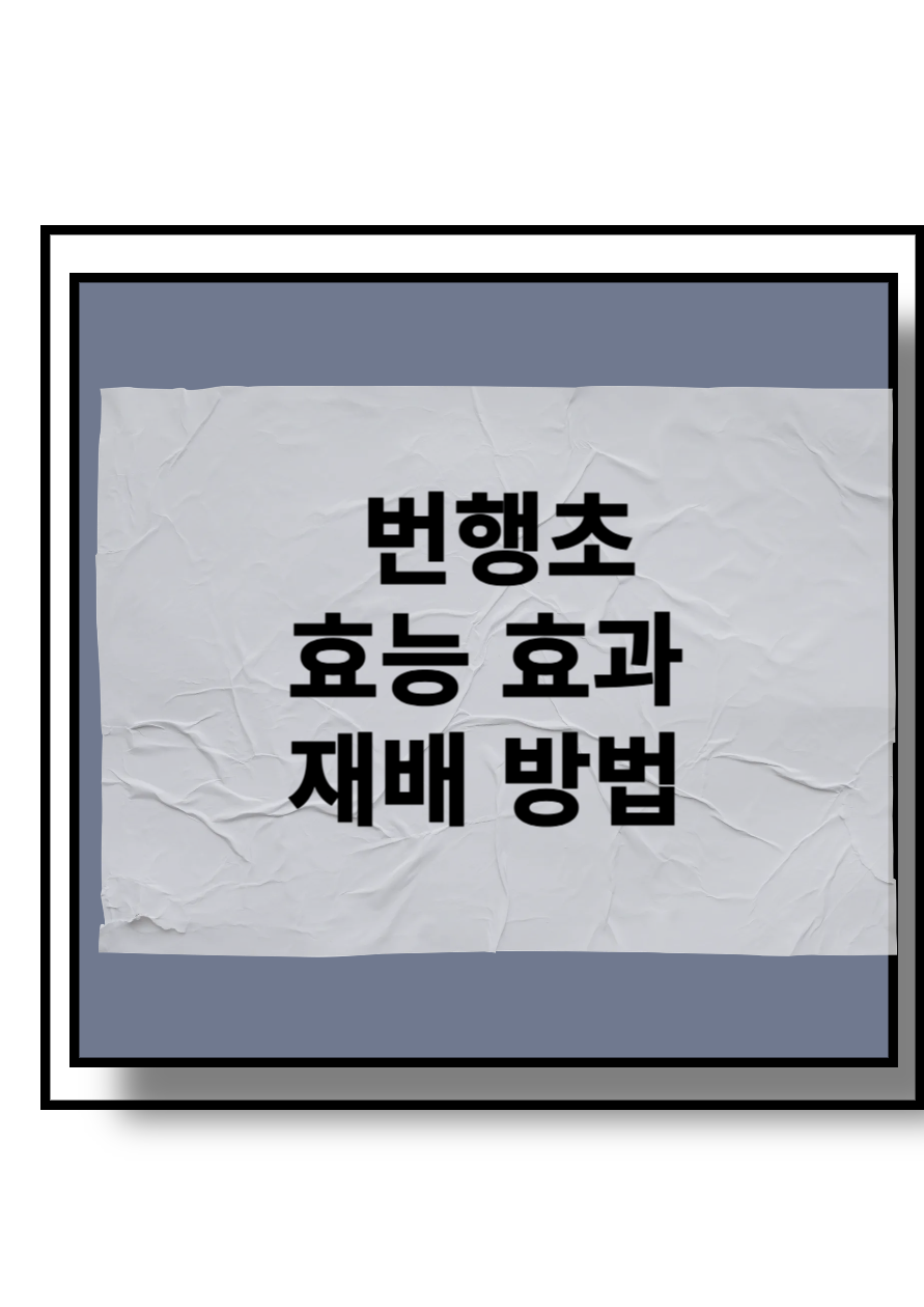 번행초 효능효과 재배방법