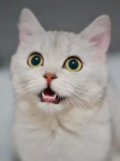 놀란 고양이의 표정