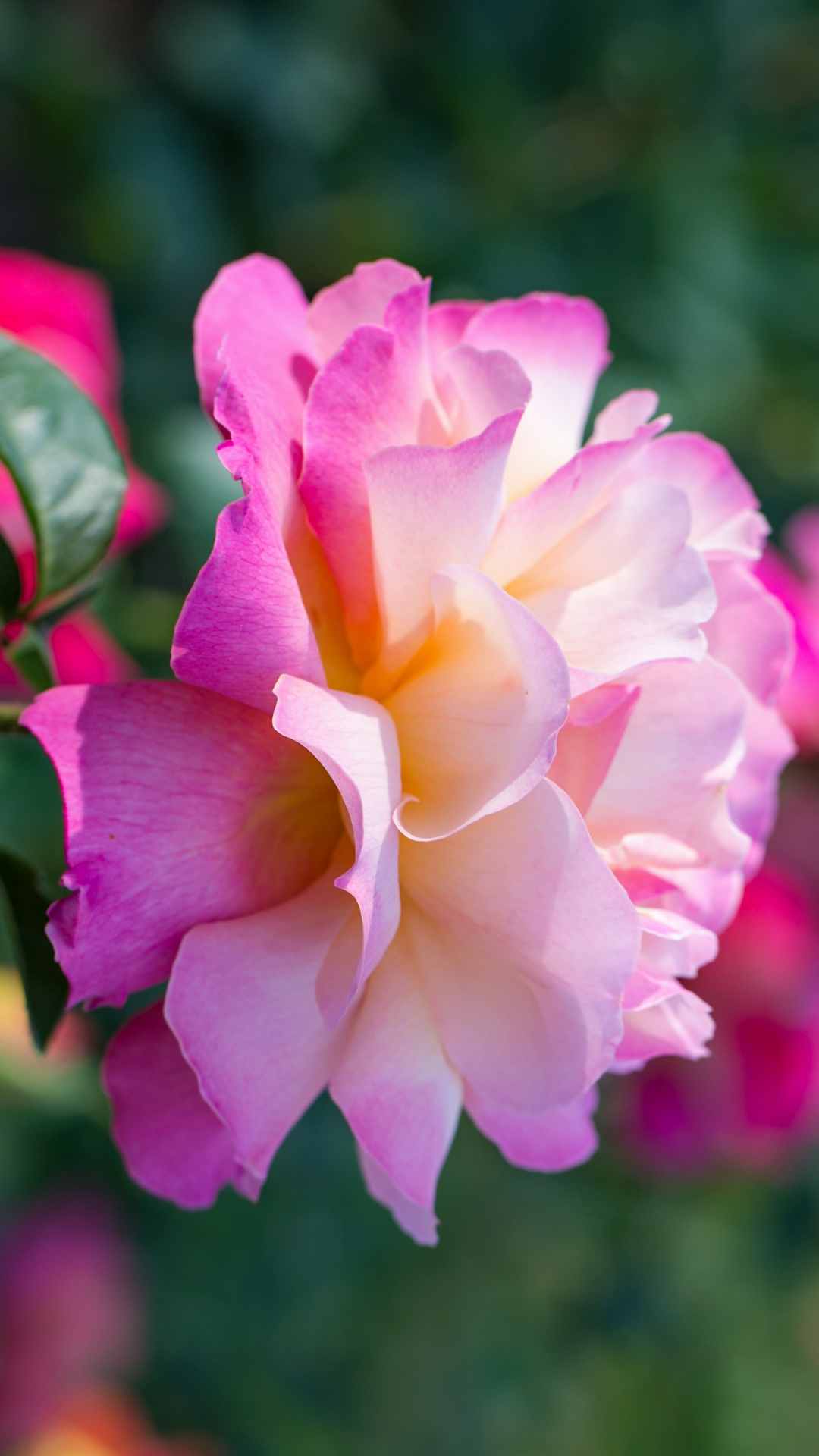 Rose Flower iPhone Wallpaper