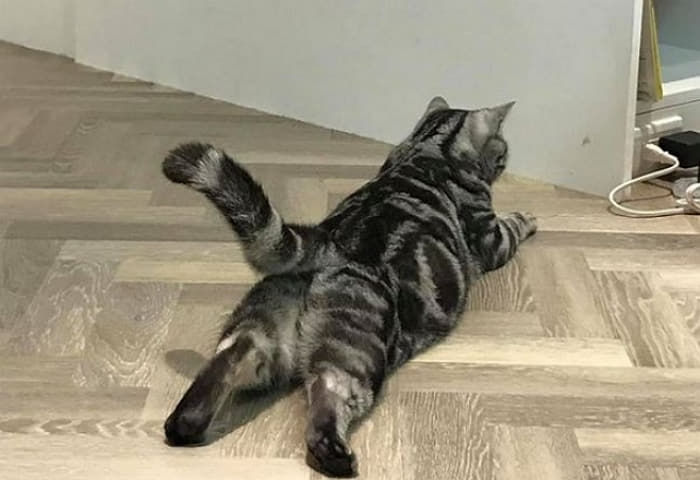  고양이가 싫다는 할머니한테 고양이를 맡기면 생기는 일 #고양이 확대