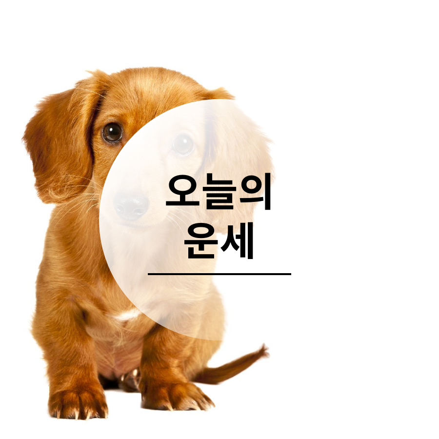  21년 3월 9일 띠별 오늘의 운세