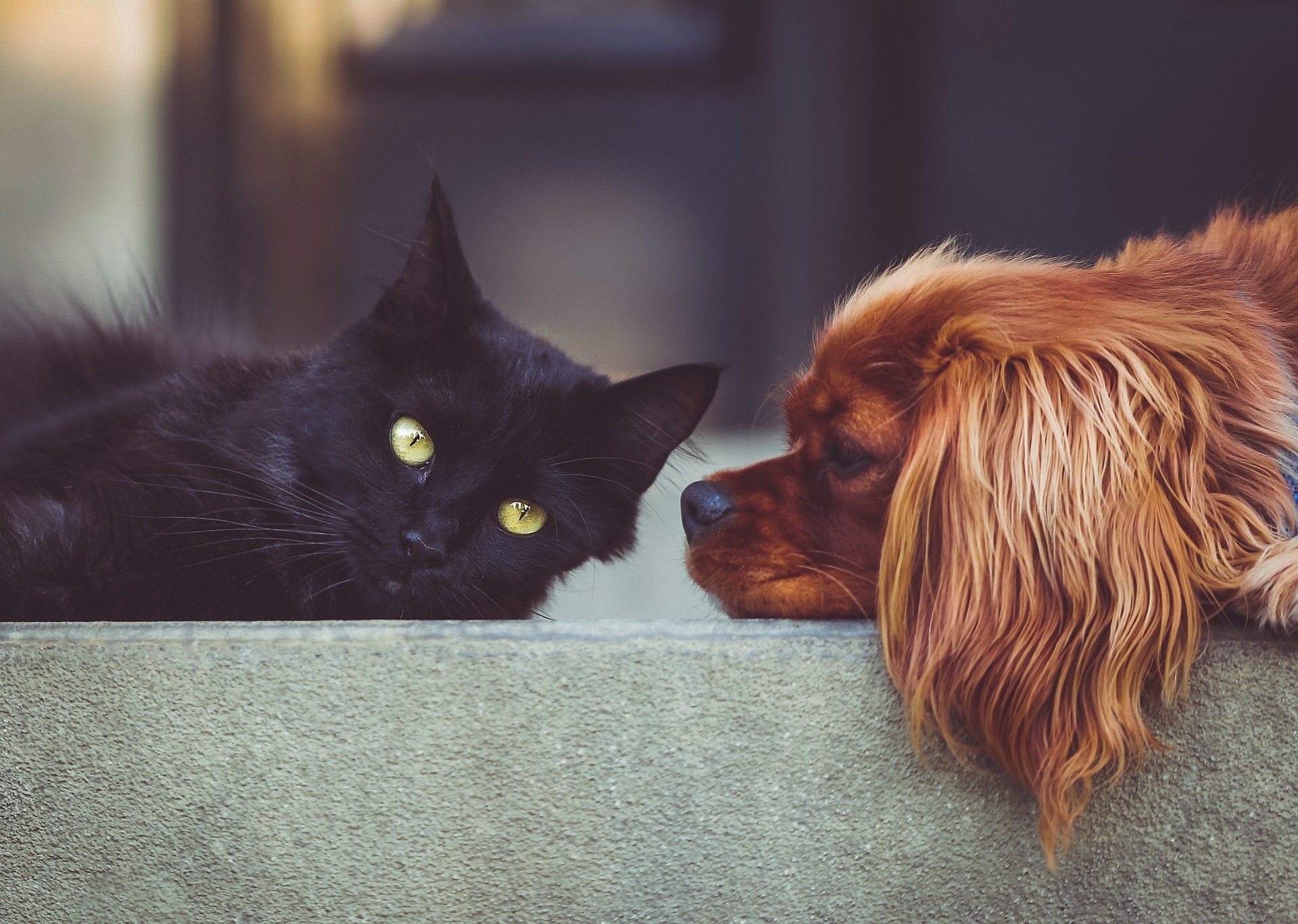 검정 고양이와 갈색 강아지