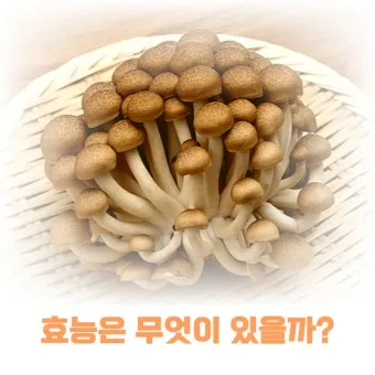 만가닥버섯 효능_4