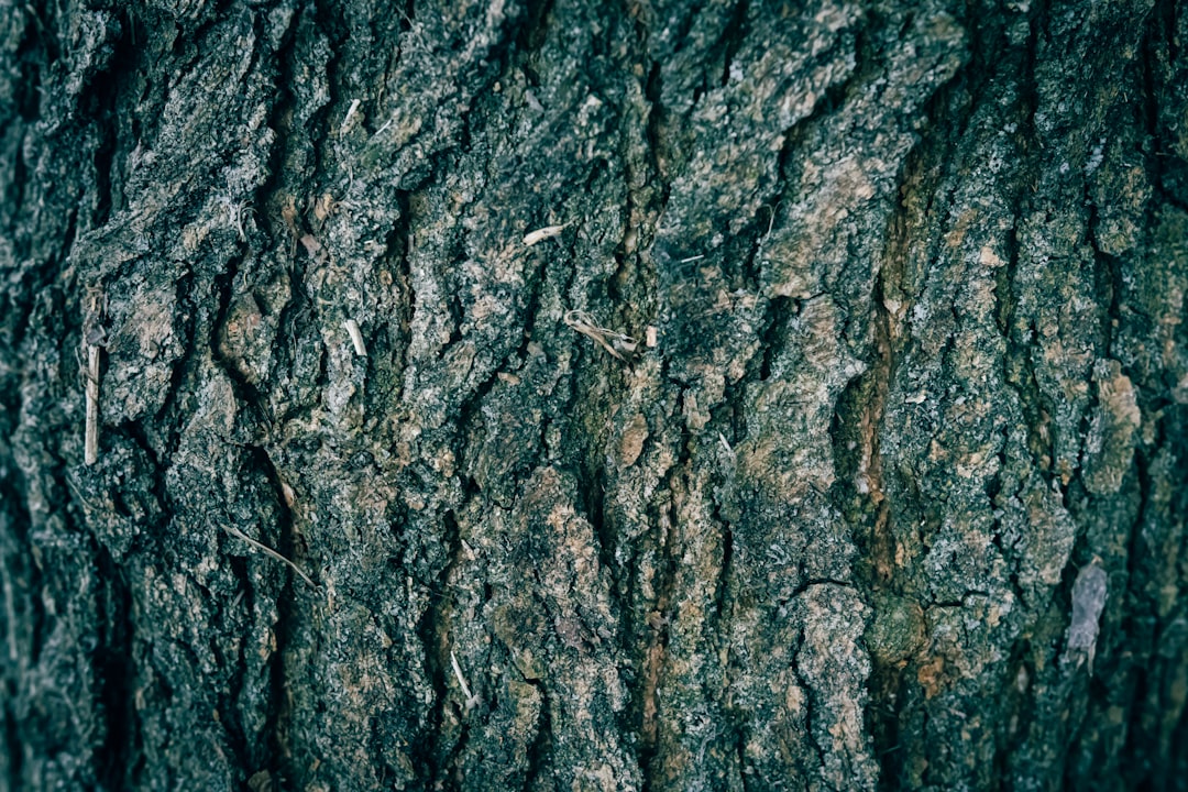 Trunk