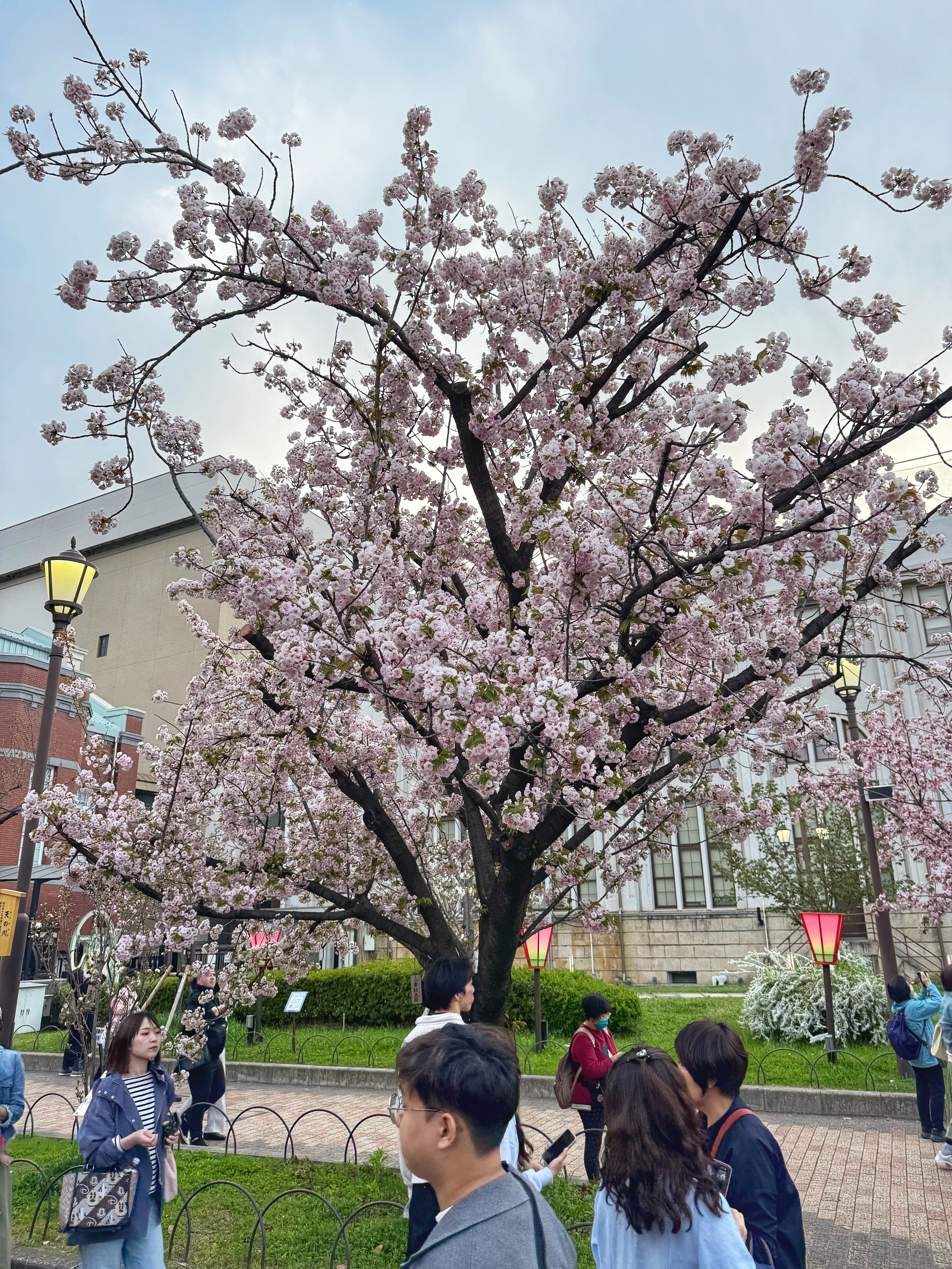 [일본 오사카] 조폐국 본국 벚꽃 통과하기 축제 후기 Cherry Blossom Viewing in Mint Osaka Japan