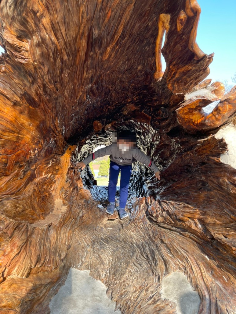 세종 가볼만한곳세종 가볼만한곳베어트리파크 5