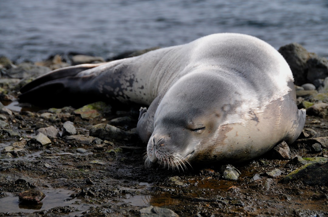 Corporate seal