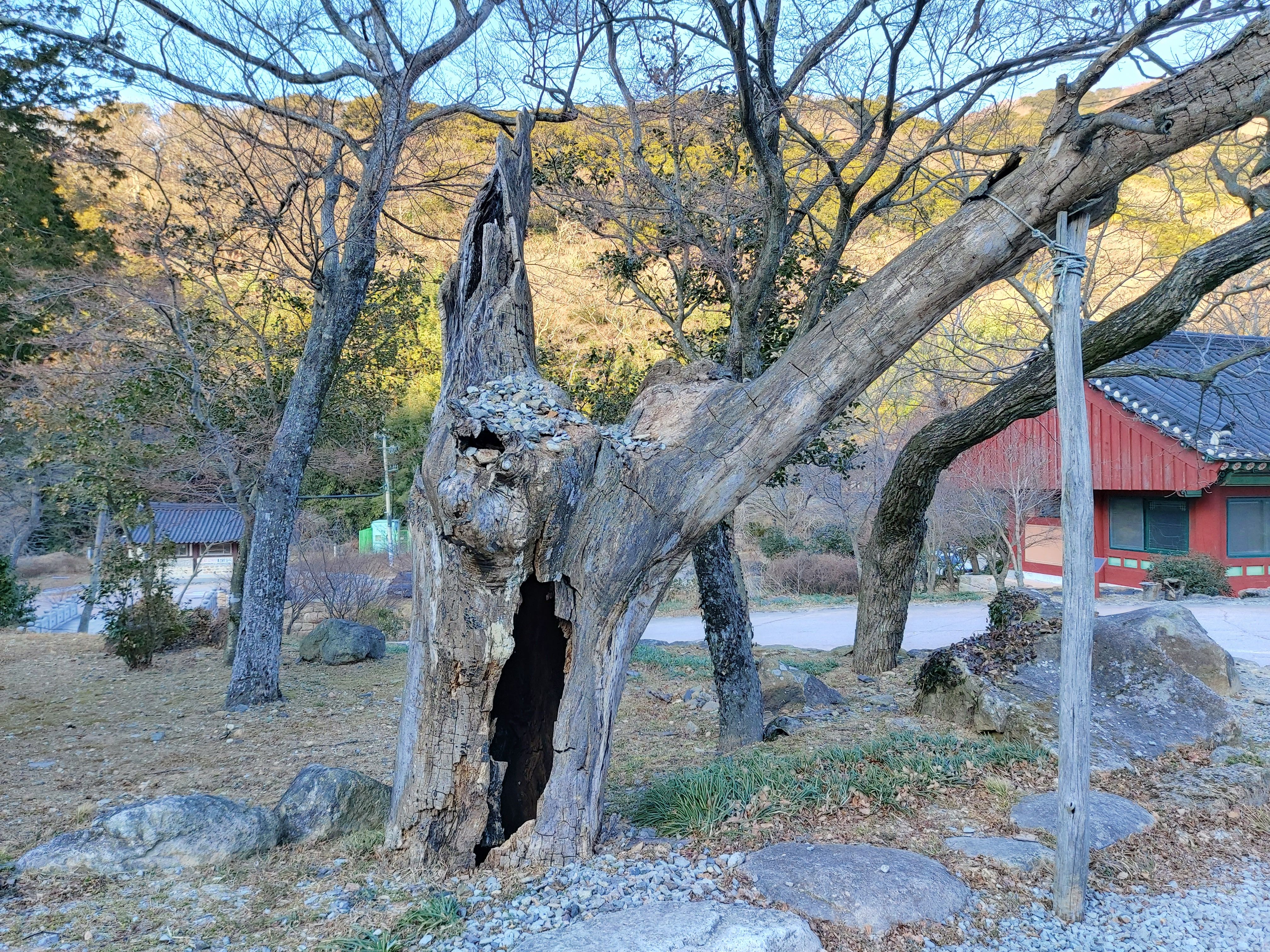 대흥가 고목 