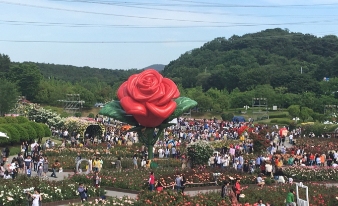  울산대공원 장미축제 : 사랑이 이루어지는 환상의 세계
