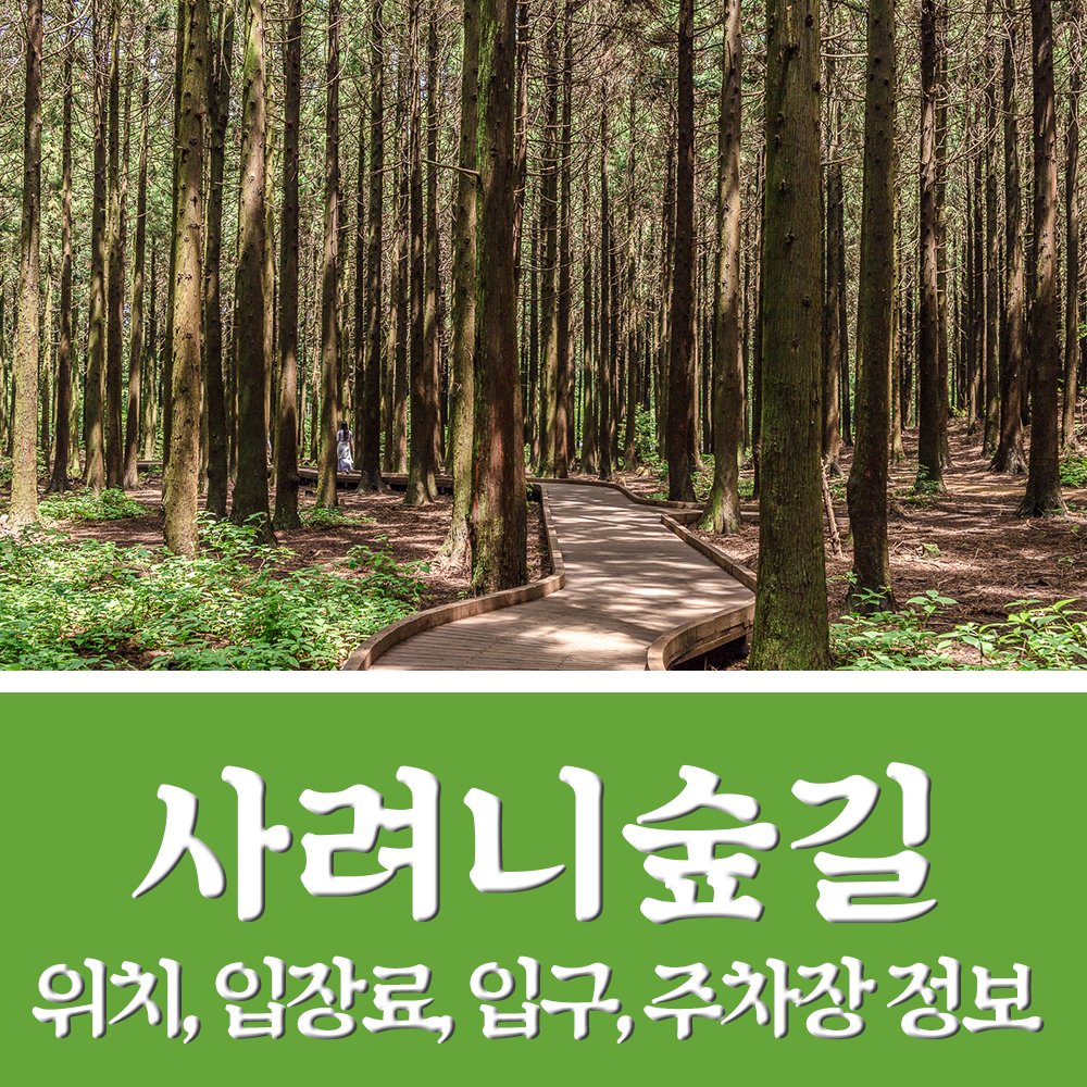  제주 사려니숲길 위치, 붉은오름 입구, 소요시간, 입장료, 주차장 정리!