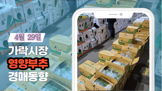  [경매사 일일보고] 4월 29일 가락시장 영양부추 경매동향을 살펴보겠습니다!