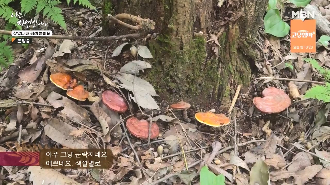 나는 자연인이다.E569.230831p-NEXT.mp4_20230831_201804.709.jpg
