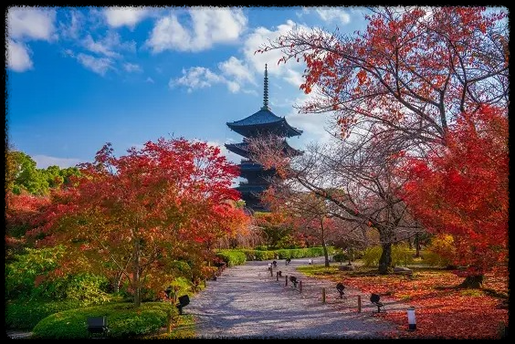  도지(東寺) "교토의 랜드 마크"오층탑과 단풍으로 물든 경내 산책