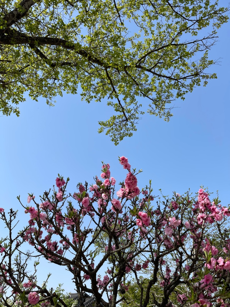  봄 꽃이 지고 새 순(筍)이 돋다