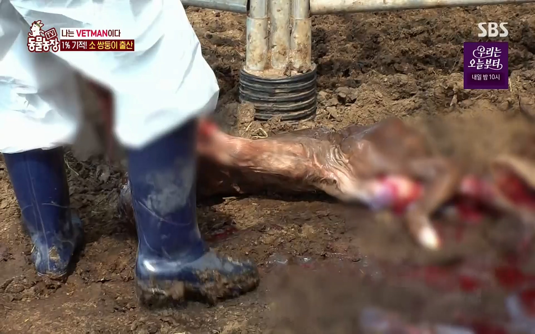 TV 동물농장.E1069.220515p.H264-F1RST.mp4_20220515_180142.223.jpg