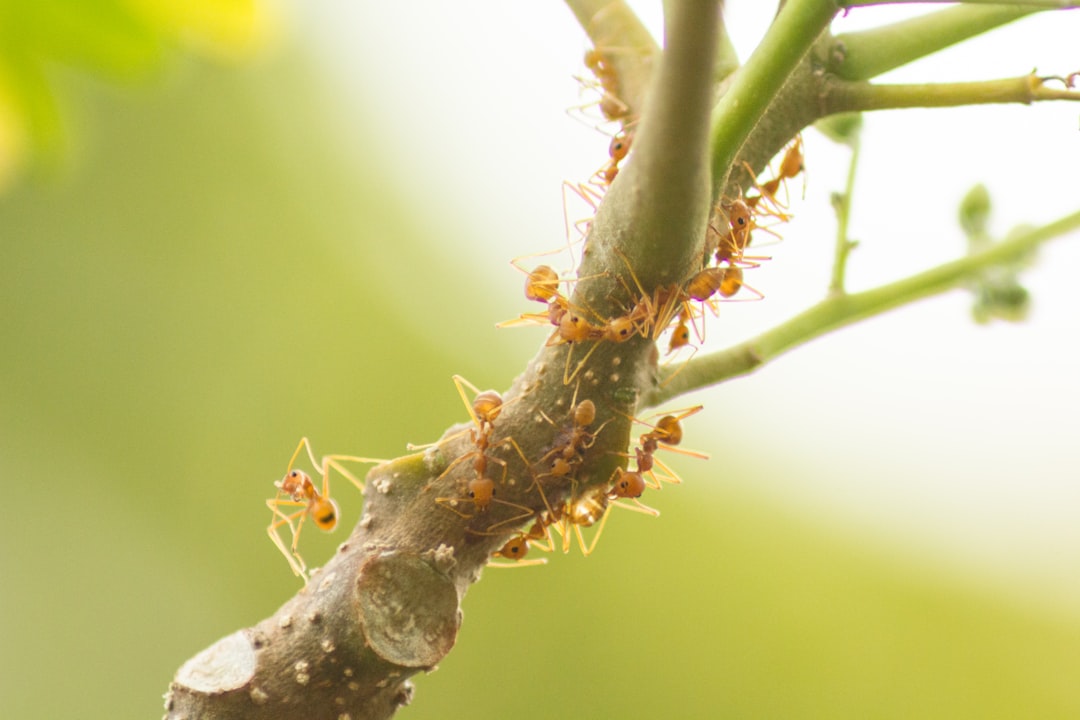 Aphid.