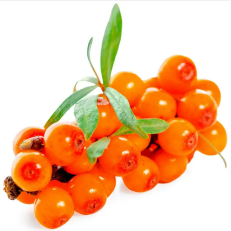  산자나무(비타민나무) Sea Buckthorn 에 대해서 알아볼게요.