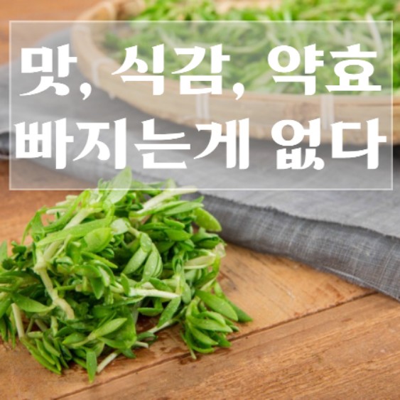 돌나물-효능