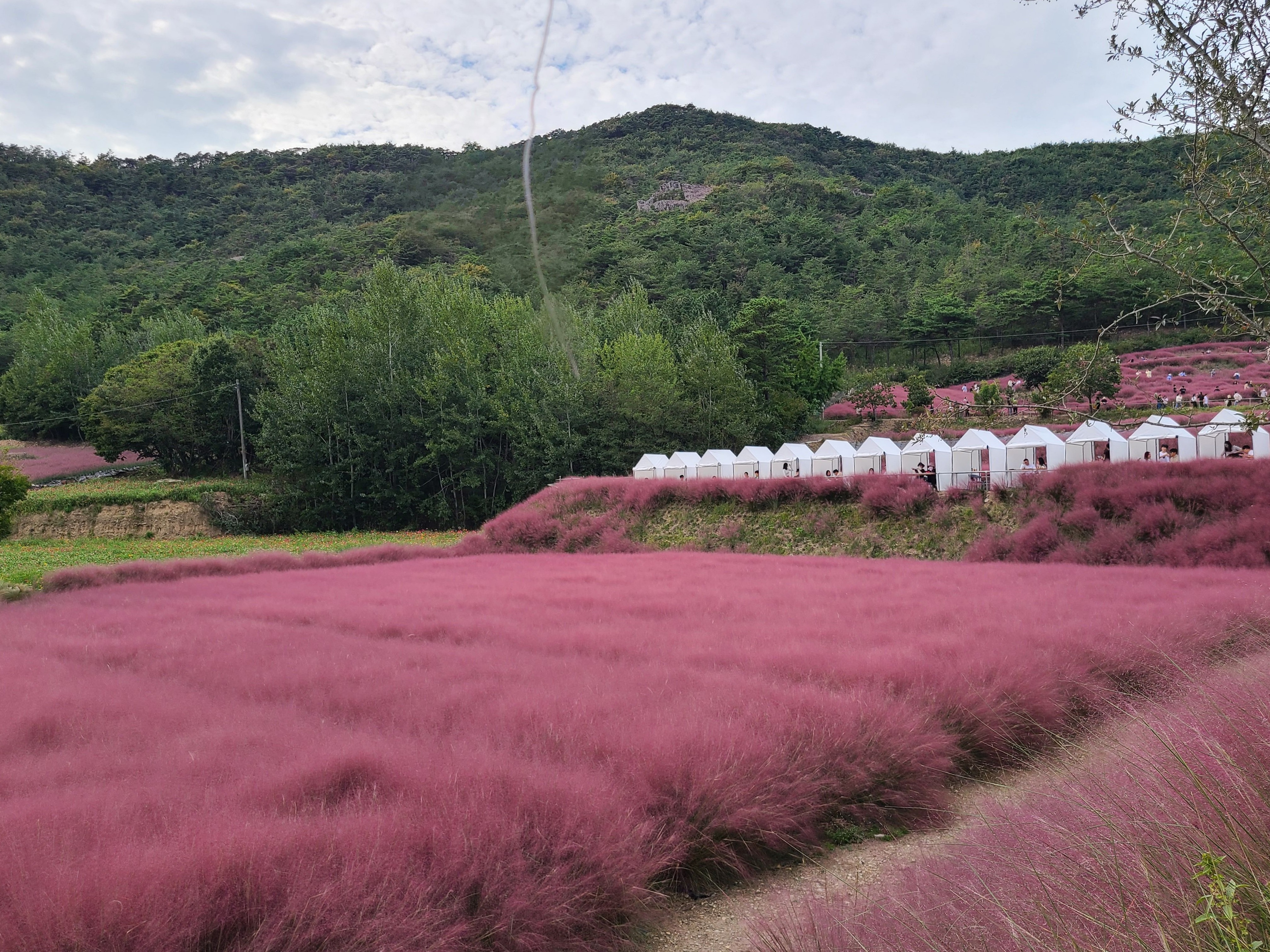 핑크빛으로 물들어 있는 농원