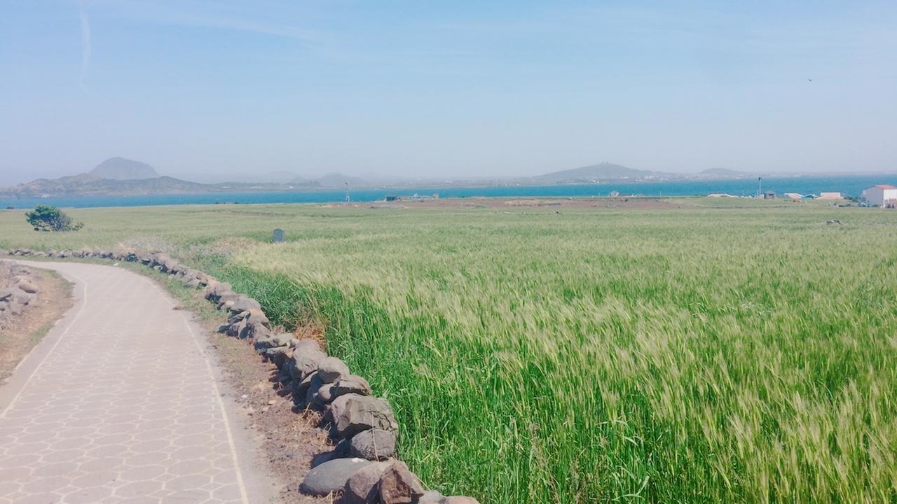가파도 청보리