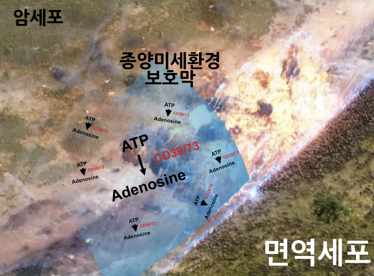  나노입자를 이용한 항암 치료 전략 연구(면역억제 반응 극복)