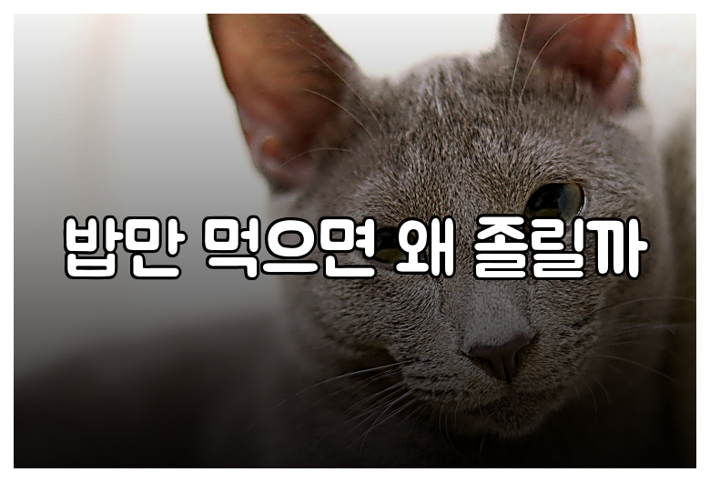 밥만 먹으면 왜 졸릴까