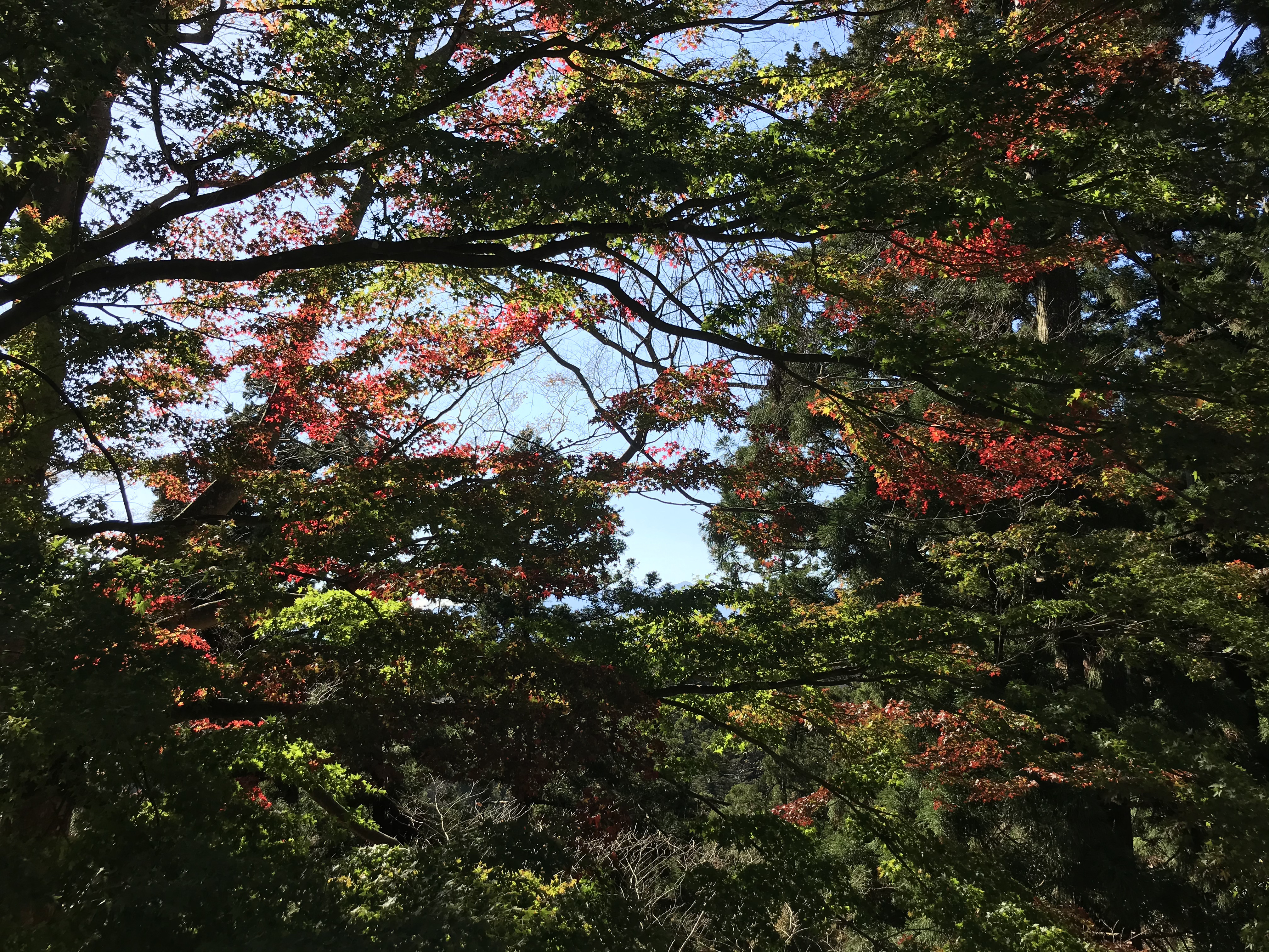 타카오산풍경_4