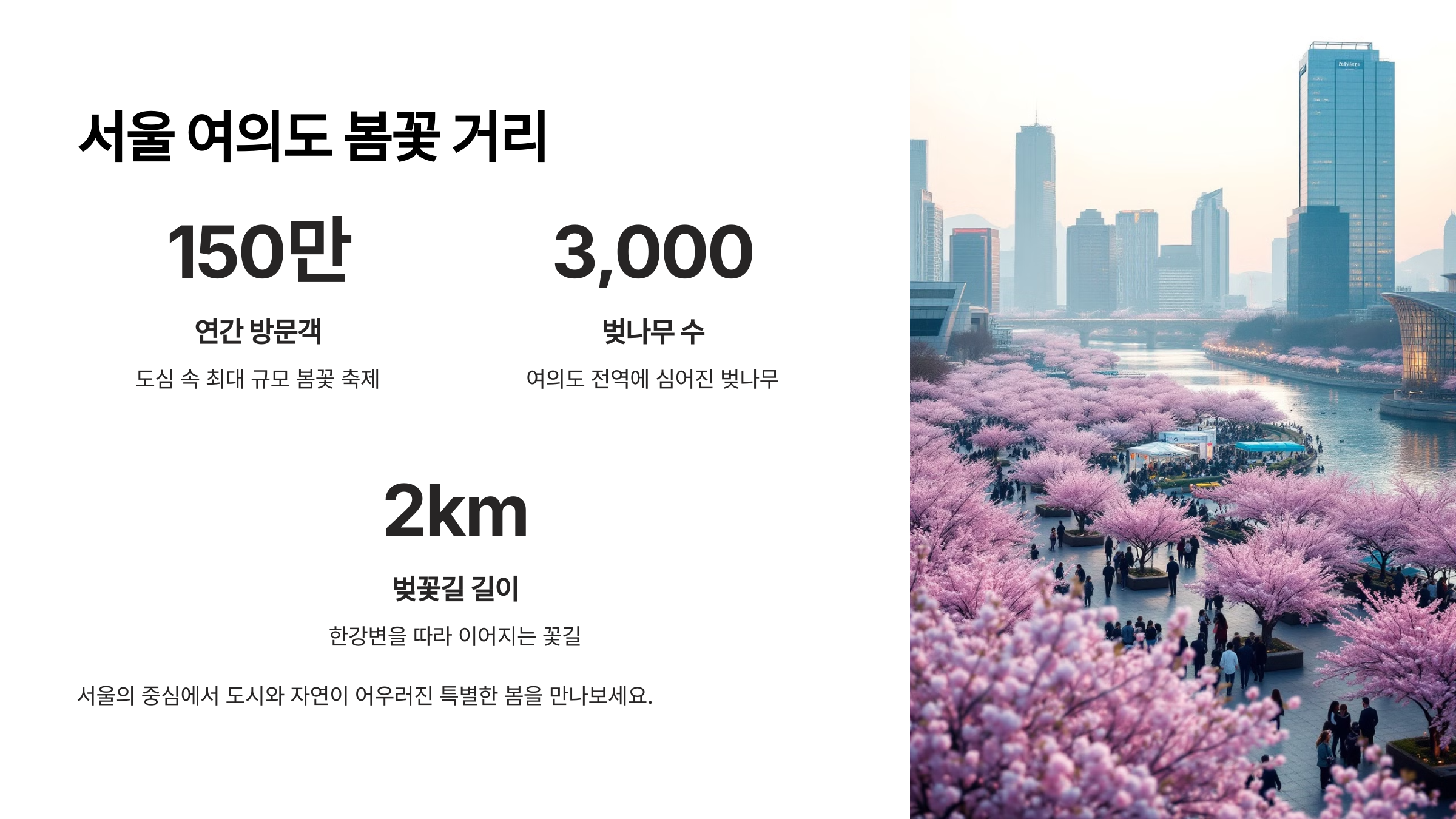 서울 여의도 봄꽃