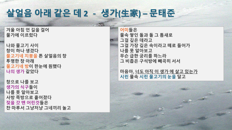 시린 물고기의 눈