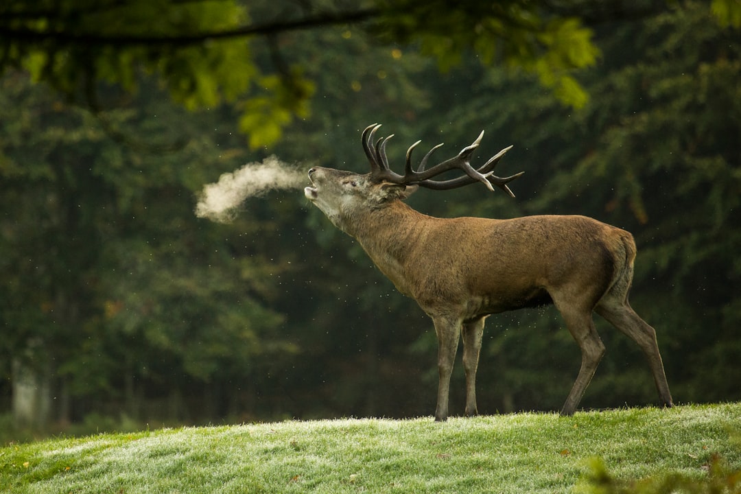 Deer