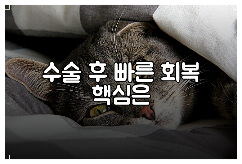 수술 후 빠른 회복 핵심은