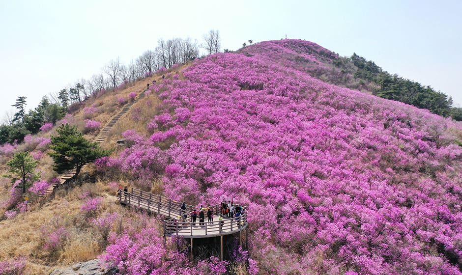 종남산 진달래