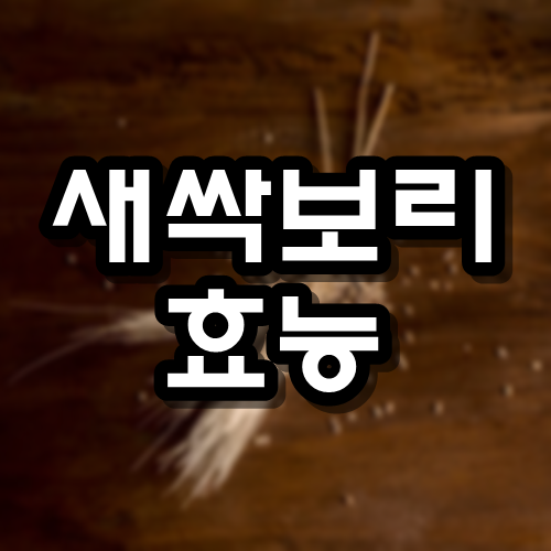  새싹보리 효능
