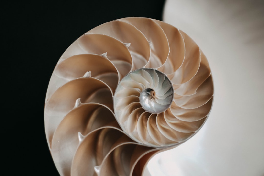 Nautilus