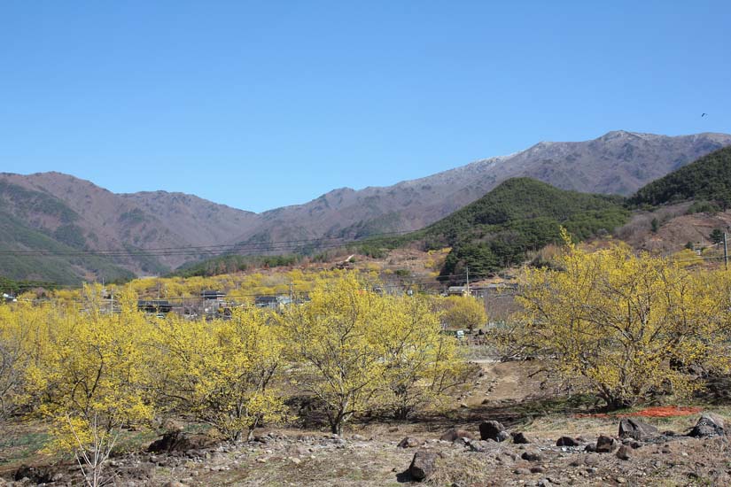 산수유문화관 주변